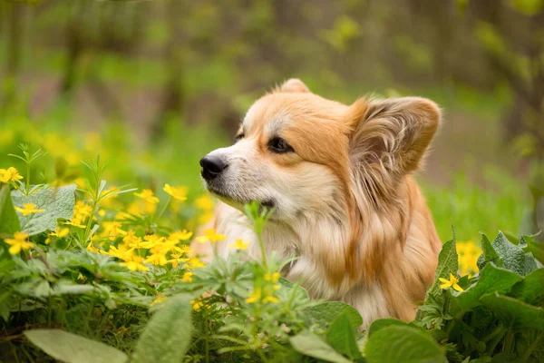 Молодая Корги Женская Собака Весеннем Лесу Портрет Милой Пушистой Корги — стоковое фото