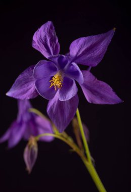 Parlak Aquilegia glandulosa, karanlık arka plana karşı. Aquilegia çiçekli duvar kağıdı..