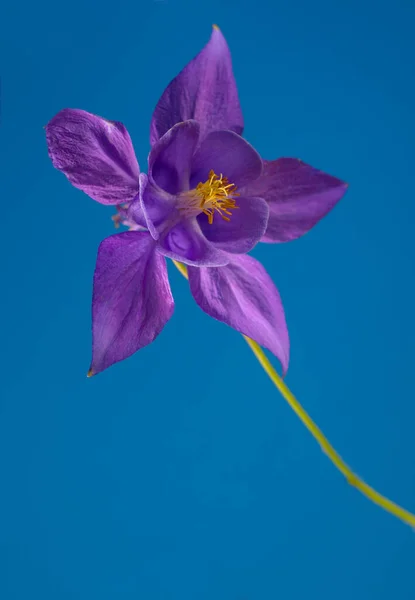 Güzel Aquilegia Glandulosa Mavi Arka Plana Karşı Aquilegia Çiçekli Duvar — Stok fotoğraf