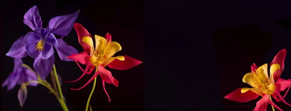 Güzel Aquilegia Glandulosa Karanlık Arka Plana Karşı Çiçek Bahar Festivali — Stok fotoğraf