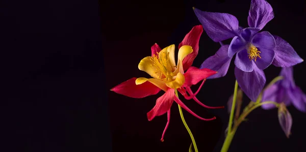 Beautiful Aquilegia glandulosa against dark background. Floral Spring Festive Banner with Purple and red aquilegia flowers and copy space.