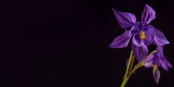 Güzel Aquilegia Glandulosa Karanlık Arka Plana Karşı Çiçek Bahar Festivali — Stok fotoğraf