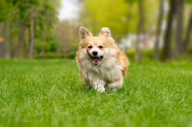 Şirin Fluffy Welsh Corgi Pembroke şehir parkında yeşil çimlerde koşuyor. Sevimli Corgi iş başında. Yüksek kalite fotoğraf