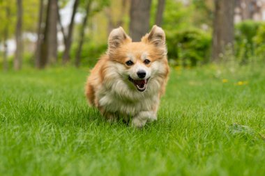 Şirin Fluffy Welsh Corgi Pembroke şehir parkında yeşil çimlerde koşuyor. Sevimli Corgi iş başında. Yüksek kalite fotoğraf