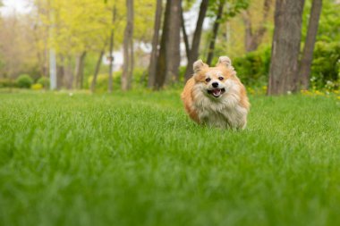 Şirin Fluffy Welsh Corgi Pembroke şehir parkında yeşil çimlerde koşuyor. Sevimli Corgi iş başında. Yüksek kalite fotoğraf