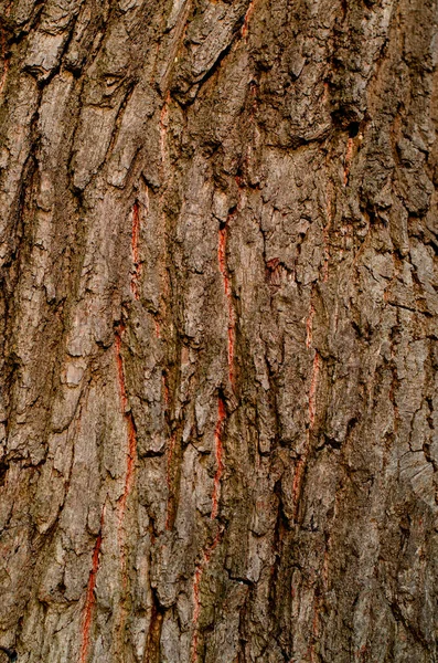 Текстура Коры Дерева Естественный Фон — стоковое фото