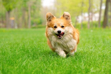 Şirin Fluffy Welsh Corgi Pembroke şehir parkında yeşil çimlerde koşuyor. Sevgili Corgi iş başında..