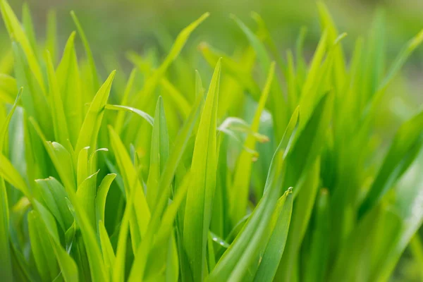Fresh Green Grass Close Suave Focado Primavera Contexto Sazonal — Fotografia de Stock