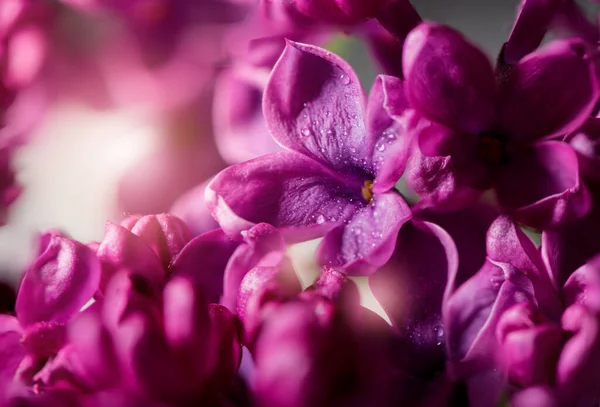 Волшебная Фиолетовая Сирень Красивые Цветы Сирени Близко Искрами Света Заднем — стоковое фото