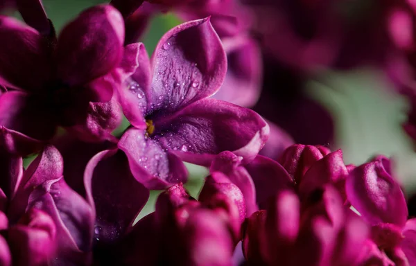 Piękne Kwiaty Lilii Bardzo Blisko Jasny Fioletowy Liliowy Kwiat Romantyczne — Zdjęcie stockowe