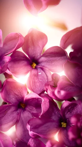 Floração Lilás Púrpura Mágica Lindas Flores Lilás Muito Perto Com — Fotografia de Stock