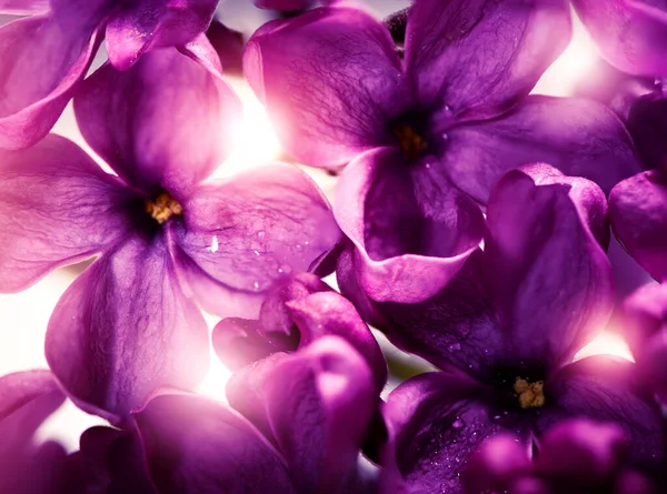 Floração Lilás Púrpura Mágica Lindas Flores Lilás Muito Perto Com — Fotografia de Stock