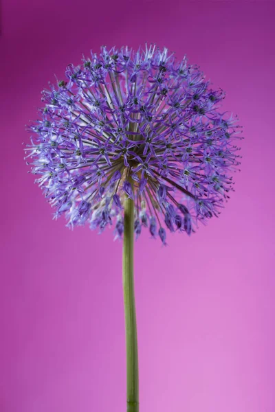 Piękny Fioletowy Allium Giganteum Głowa Kwiat Fioletowym Tle Żywe Kulki — Zdjęcie stockowe