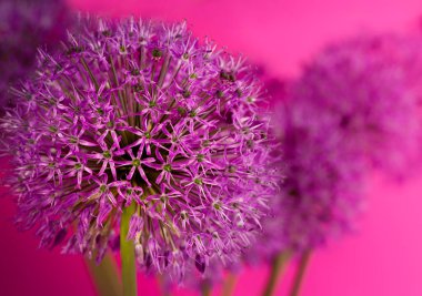 Violet arka planında güzel bir Mor Allium Giganteum çiçeği kafası. Canlı Çiçekli Dekoratif Soğan Çiçeği Topları. Bahar Mevsimlik Duvar Kağıdı Arkaplanı.