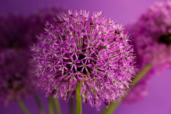 아름다운 보라색 Allium Giganteum Flower Head Violet 배경의 발포성 플라워 — 스톡 사진