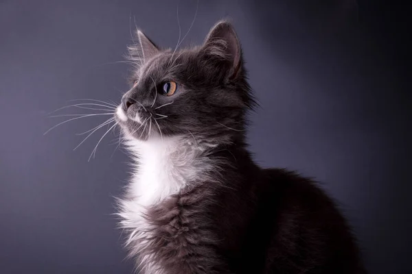 Cute Grey Kitten Mirando Fondo Gris Cámara Banner Con Espacio —  Fotos de Stock