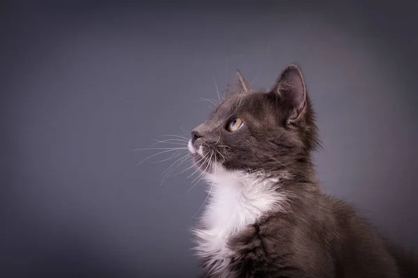 Nettes Graues Kätzchen Beobachtet Die Kamera Grauen Hintergrund Von Banner — Stockfoto