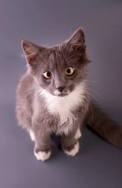 Cute Grey Kitten Mirando Fondo Gris Cámara Banner Con Espacio —  Fotos de Stock