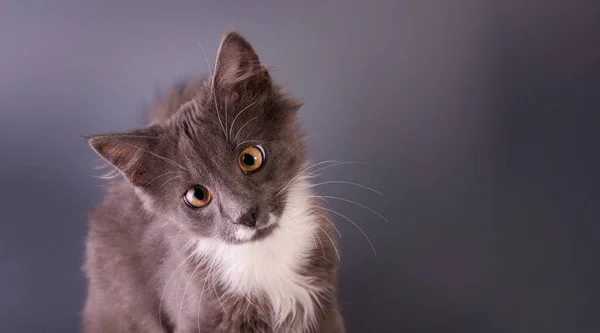 Nettes Graues Kätzchen Beobachtet Die Kamera Grauen Hintergrund Von Banner — Stockfoto