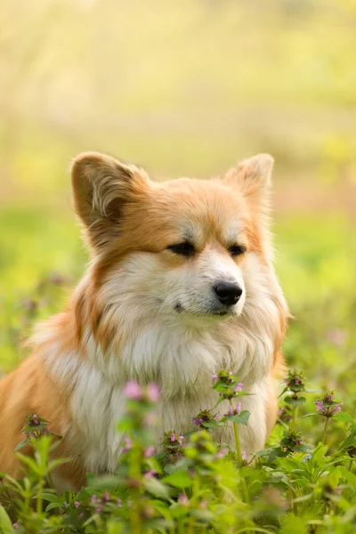 Молода Баба Весняних Лісах Зблизька Портрет Cute Fluffy Corgi Dog — стокове фото