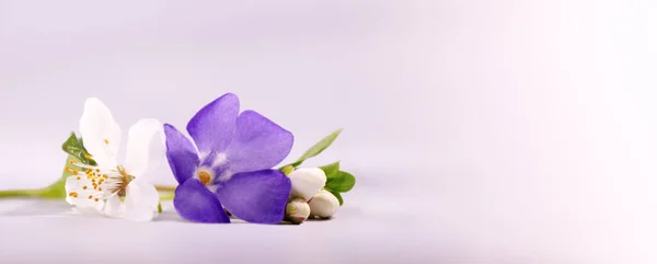 Banner Floral Primavera Con Hermoso Periwinkle Lila Flor Blanca Cerezo —  Fotos de Stock