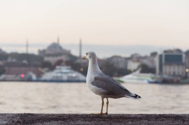 Boğaz 'a Karşı Martı ve İstanbul, Türkiye Avrupa Bankası' na bakış.