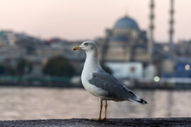 Boğaz 'a Karşı Martı ve İstanbul, Türkiye Avrupa Bankası' na bakış.