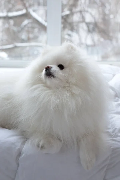 Pomeranian Dog White Αξιολάτρευτο Και Χνουδωτό Κοντινό Πορτρέτο Κατοικίδιου Ζώου — Φωτογραφία Αρχείου