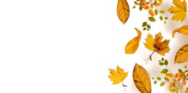 Parlak kırmızı-sarı akçaağaç yapraklı pankart. Beyaz ipte Clothespin 'ler tarafından asıldı. Sonbahar Konsepti. Sonbahar Arkaplanı.