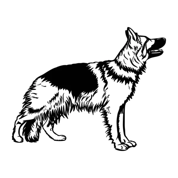 Zwart Wit Duitse Herder Hond Vector Sketch Silhouet Van Fluffy — Stockvector