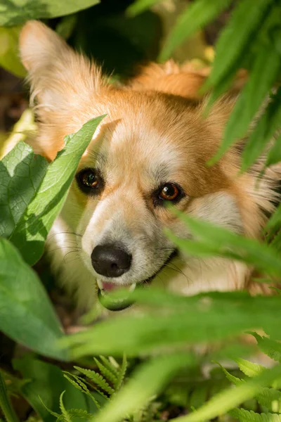 Νεαρό Corgi Θηλυκό Σκυλί Στο Δάσος Άνοιξη Κοντινό Πλάνο Πορτρέτο — Φωτογραφία Αρχείου