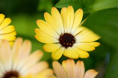 Cape Marguerite çiçekli makro shot. Çiçekli fotoğraf arkaplanının seçici odak noktası.
