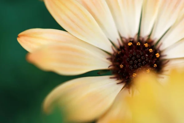 stock image Cape marguerite flowers macro shot. Selective focus of floral photo background.