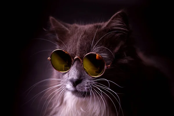 Portretul Unei Pisici Gri Pufoase Superbe Piept Alb Purtând Ochelari — Fotografie, imagine de stoc