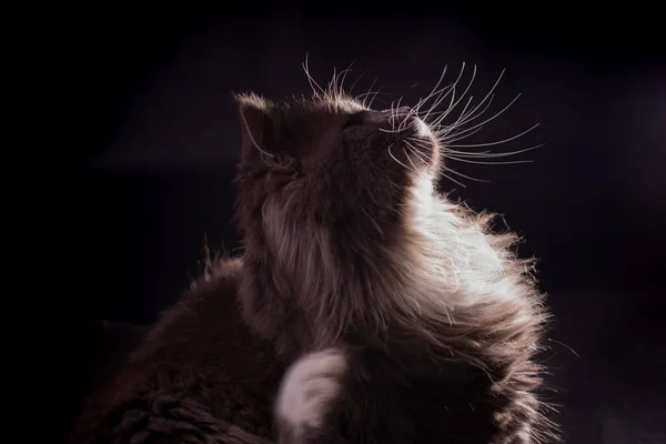 Porträt Einer Wunderschönen Flauschigen Grauen Katze Mit Weißer Brust Gegen — Stockfoto