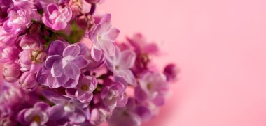 Güzel leylak çiçeği, yumuşak pembe arka plana çok yakın ve metin için yeri var. Terfi için çiçek pankartı..