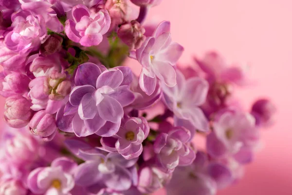 Beautiful lilac flower very close up against gentle pink background with space for text. Floral banner for your promotion.