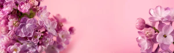 Beautiful lilac flower very close up against gentle pink background with space for text. Floral banner for your promotion.