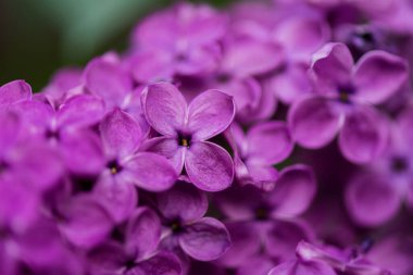 Güzel leylak çiçekleri çok yakındır. Parlak Mor Leylak Çiçek Romantik geçmişi.