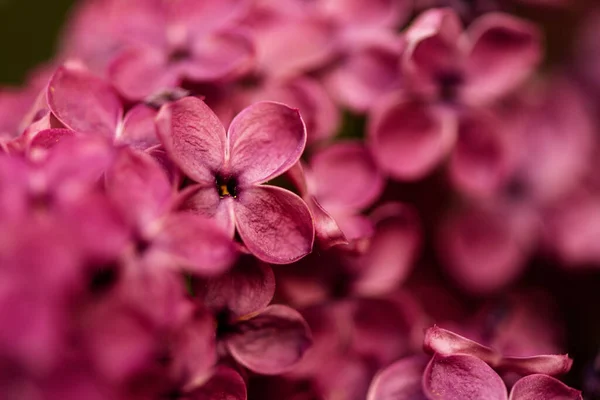 Красивые Цветы Сирени Близко Ярко Фиолетовый Лиловый Цветочный Романтический Фон — стоковое фото