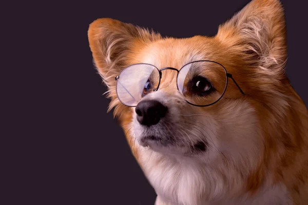 Corgi Inteligente Usando Óculos Galês Corgi Pembroke Retrato Adorável Fluffy — Fotografia de Stock