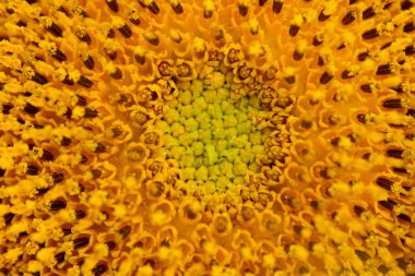 Güzel Sarı Ayçiçeği. Yaklaş. Yazın çiçekli arka plan, seçici odak noktası olan parlak ayçiçeği. yüksek kaliteli çiçek fotoğrafı.