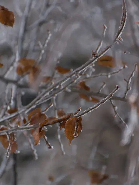 Mrożone Gałęzie Pokryte Lodowym Deszczem Zimowe Tło Sezonowe Selektywny Obraz — Zdjęcie stockowe
