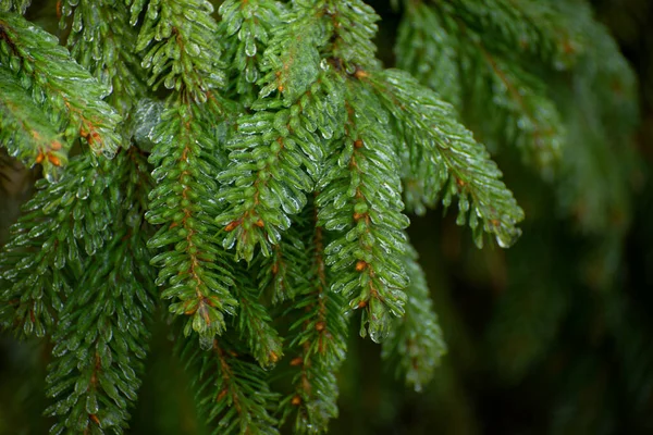 冷雨下的冷杉树枝闭合在一起 冬季季节背景上结冰的云杉 美丽冬季自然的选择性聚焦图像 — 图库照片