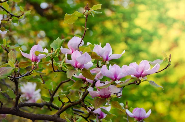 Gyönyörű Magnólia Virágzik Tavasszal Jentle Magnolia Virág Ellen Naplemente Fény — Stock Fotó
