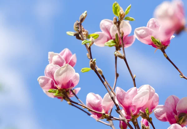 Krásné Květy Magnólie Jaře Jentle Magnolia Květina Proti Západu Slunce — Stock fotografie