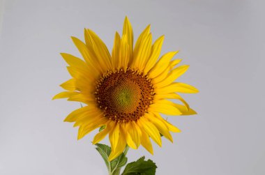 Yellow Sunflowers in composition isolated on white background. Floral border.
