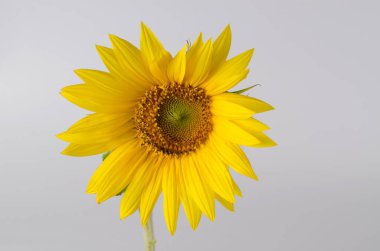 Yellow Sunflowers in composition isolated on white background. Floral border.