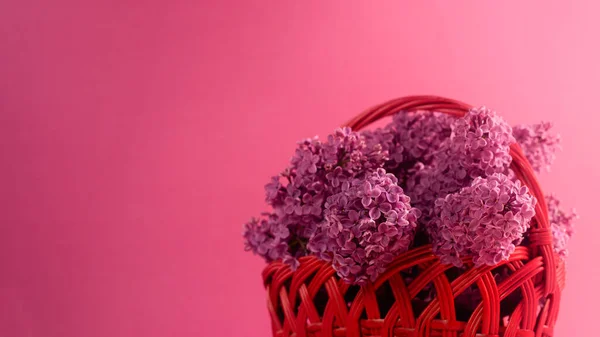 Banner with Bouquet of beautiful purple lilac flowers in a basket against bright red background. Spring minimalist background.
