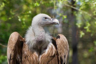 Bir bahar hayvanat bahçesi bahçesindeki muhteşem bir Griffon Akbabası portresi. Yırtıcı kuş yaklaşıyor..
